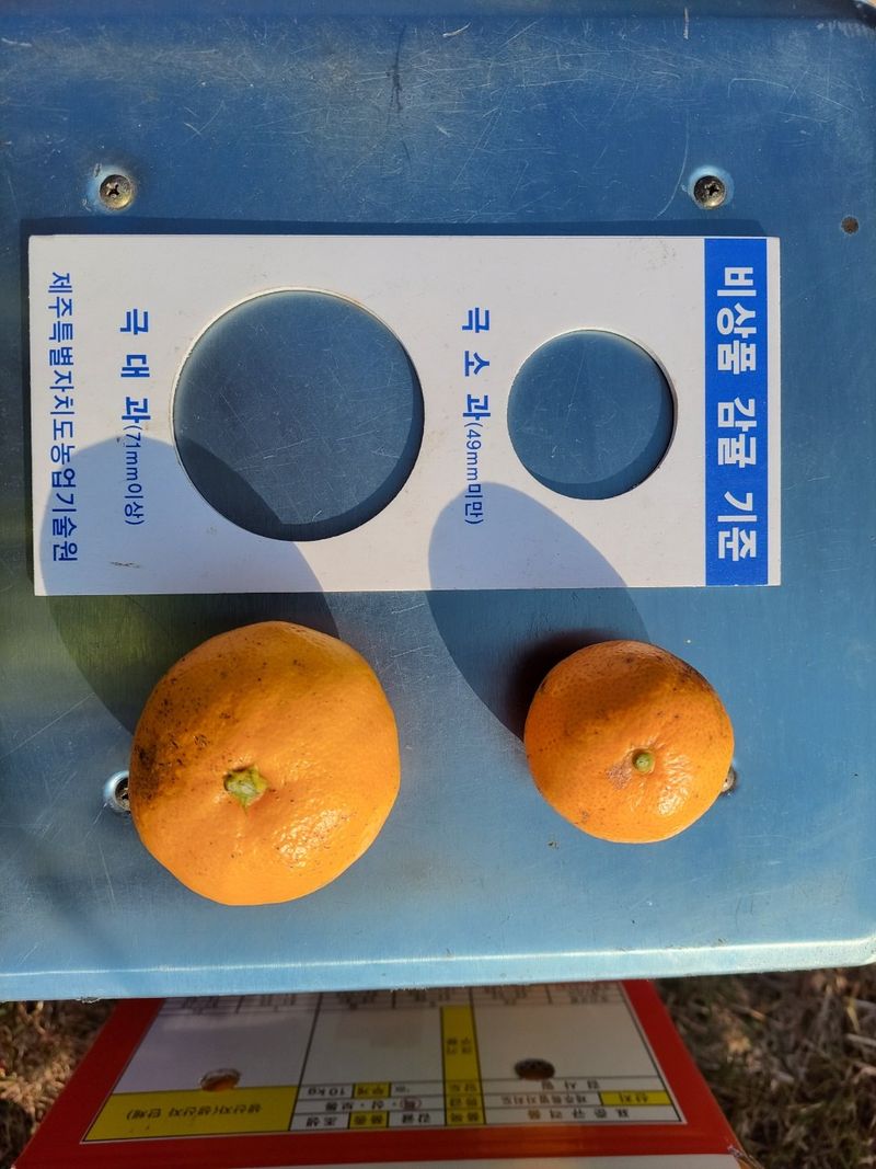 강경한님의 장터 판매 상품 [유기농귤 10kg 판매완료] 첨부 사진