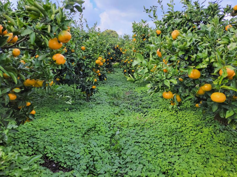 강경한님의 장터 판매 상품 [유기농귤 10kg 판매완료] 첨부 사진