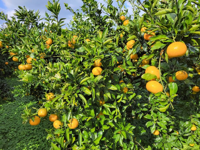 강경한님의 장터 판매 상품 [유기농귤 10kg 판매완료] 첨부 사진