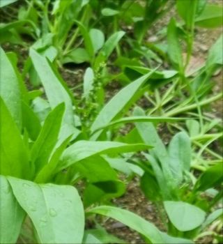 시골할머니농부박순열님의 자유주제 · 자유게시판 작성글 사진