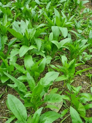 시골할머니농부박순열님의 자유주제 · 자유게시판 작성글 사진