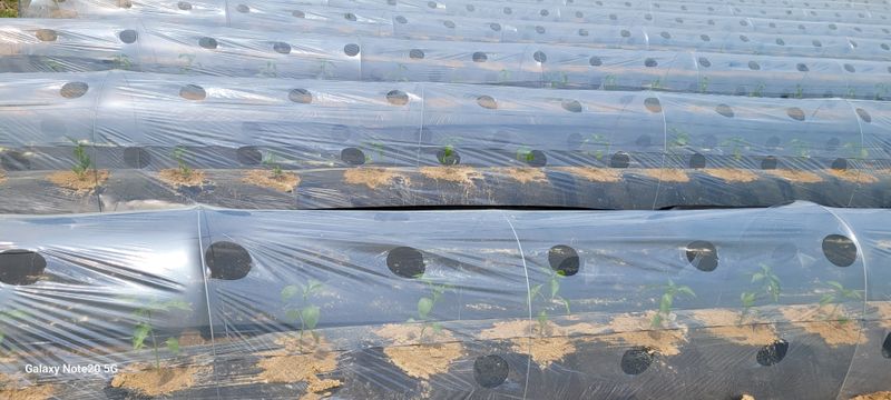 장터 상품 [고추가루5근 2.6kg포장] 썸네일