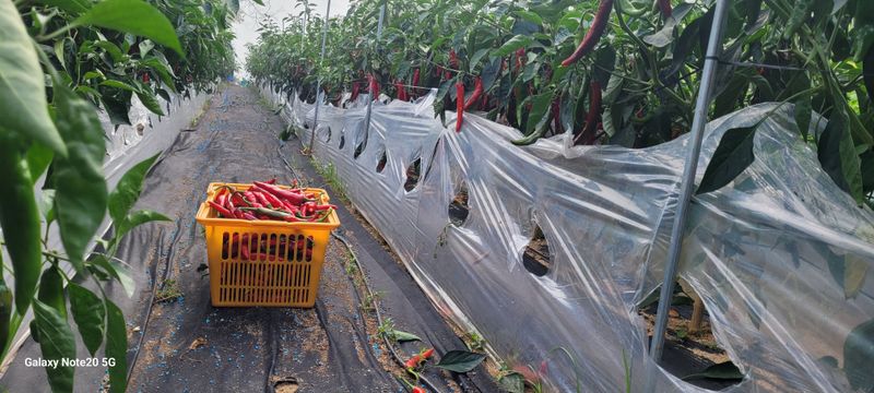 오늘이 가장 젊은날님의 장터 판매 상품 [고추가루5근 2.6kg포장] 첨부 사진