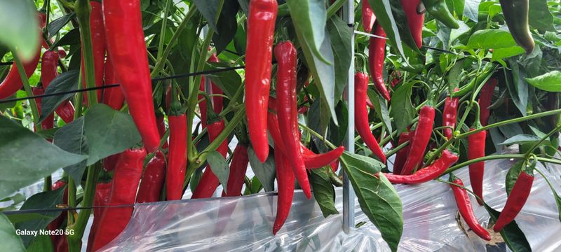 오늘이 가장 젊은날님의 장터 판매 상품 [고추가루5근 2.6kg포장] 첨부 사진