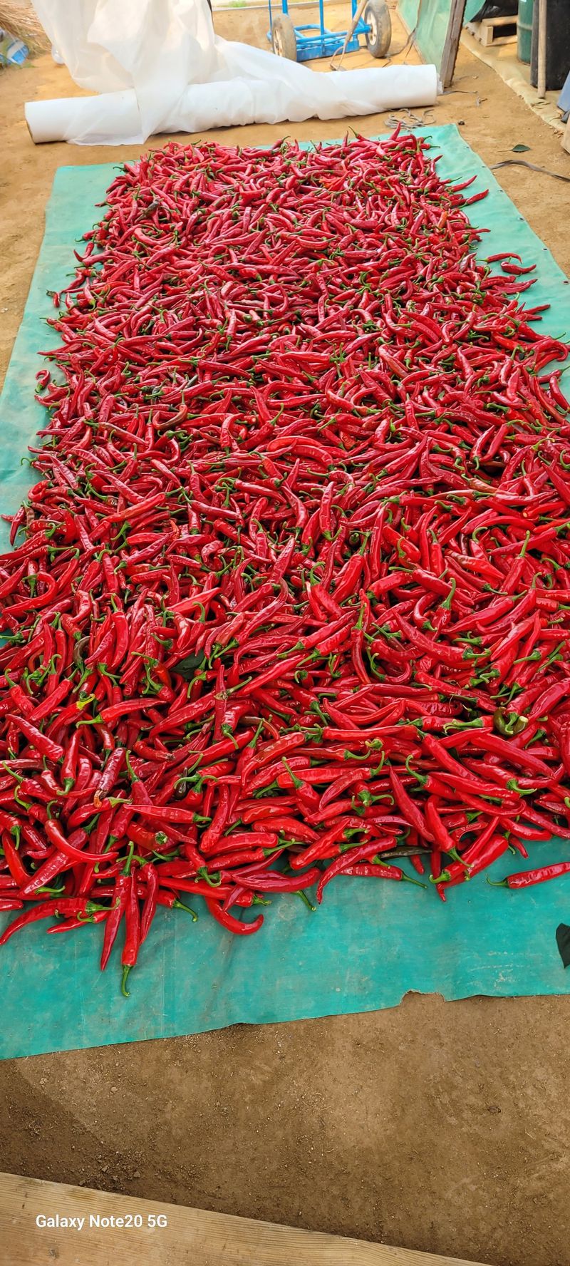 오늘이 가장 젊은날님의 장터 판매 상품 [고추가루5근 2.6kg포장] 첨부 사진