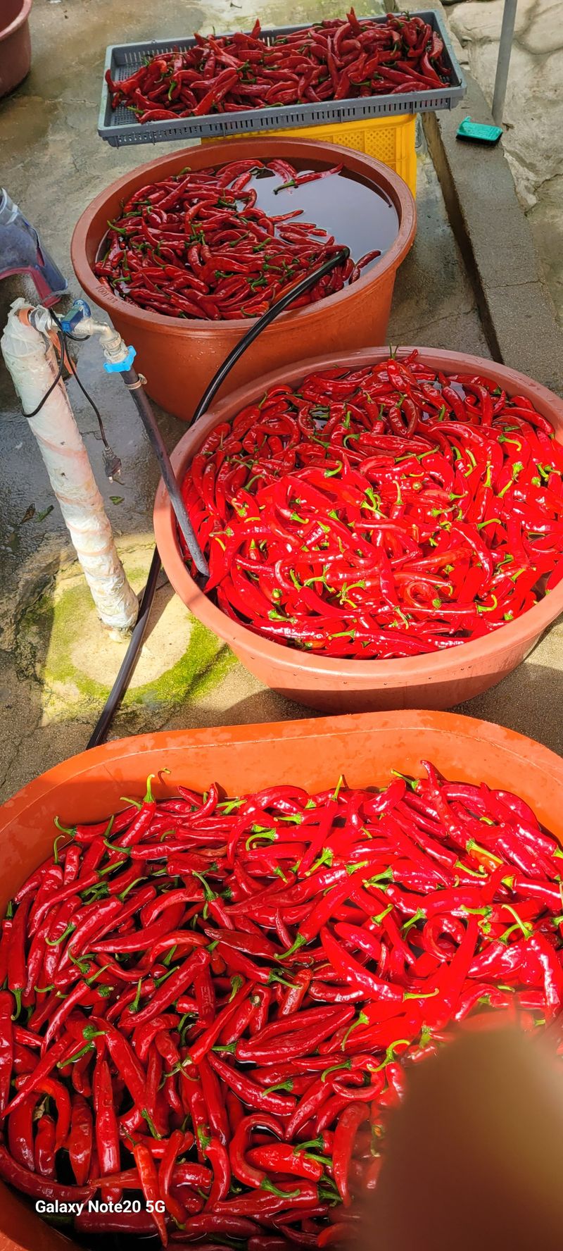 오늘이 가장 젊은날님의 장터 판매 상품 [고추가루5근 2.6kg포장] 첨부 사진