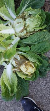 팜모닝 배추·병해충상담 게시글 이미지