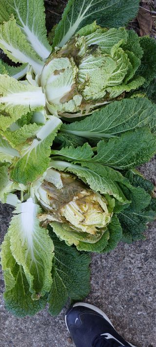 이형모님의 배추 · 병해충상담 작성글 사진