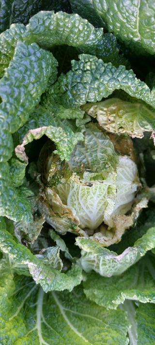 이형모님의 배추 · 병해충상담 작성글 사진