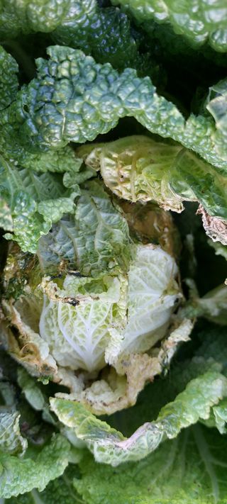 이형모님의 배추 · 병해충상담 작성글 사진
