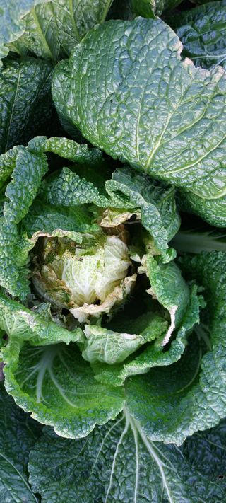 이형모님의 배추 · 병해충상담 작성글 사진