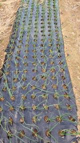 팜모닝 마늘·영농일지 게시글 이미지