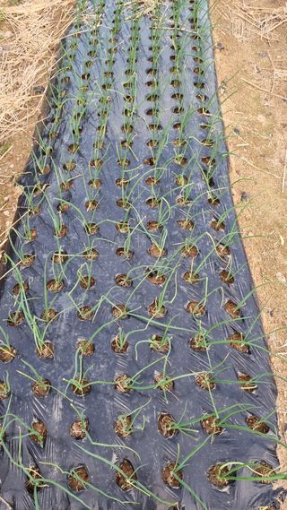 최언봉님의 마늘 · 영농일지 작성글 사진