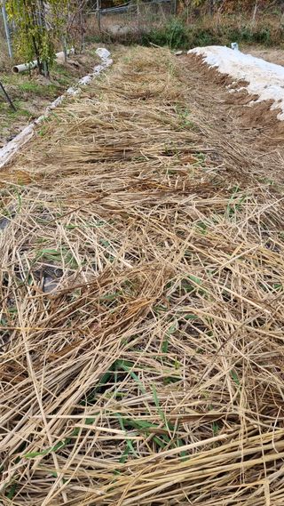 최언봉님의 마늘 · 영농일지 작성글 사진