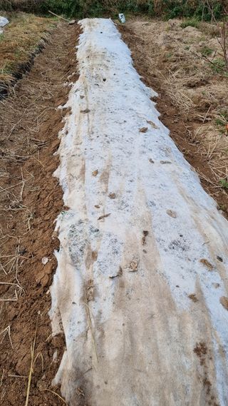 최언봉님의 마늘 · 영농일지 작성글 사진