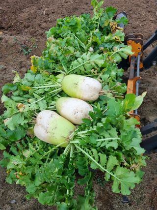 그린1505님의 자유주제 · 자유게시판 작성글 사진