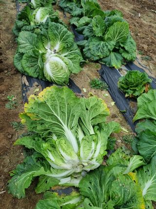 그린1505님의 자유주제 · 자유게시판 작성글 사진