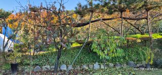 달맛햇복숭아농원님의 자유주제 · 자유게시판 작성글 사진