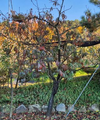 달맛햇복숭아농원님의 자유주제 · 자유게시판 작성글 사진