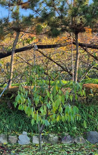 달맛햇복숭아농원님의 자유주제 · 자유게시판 작성글 사진