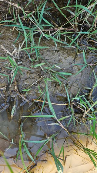 꼬농님님의 나에게 딱 한가지 능력이 생긴다면? · 참여글 작성글 사진
