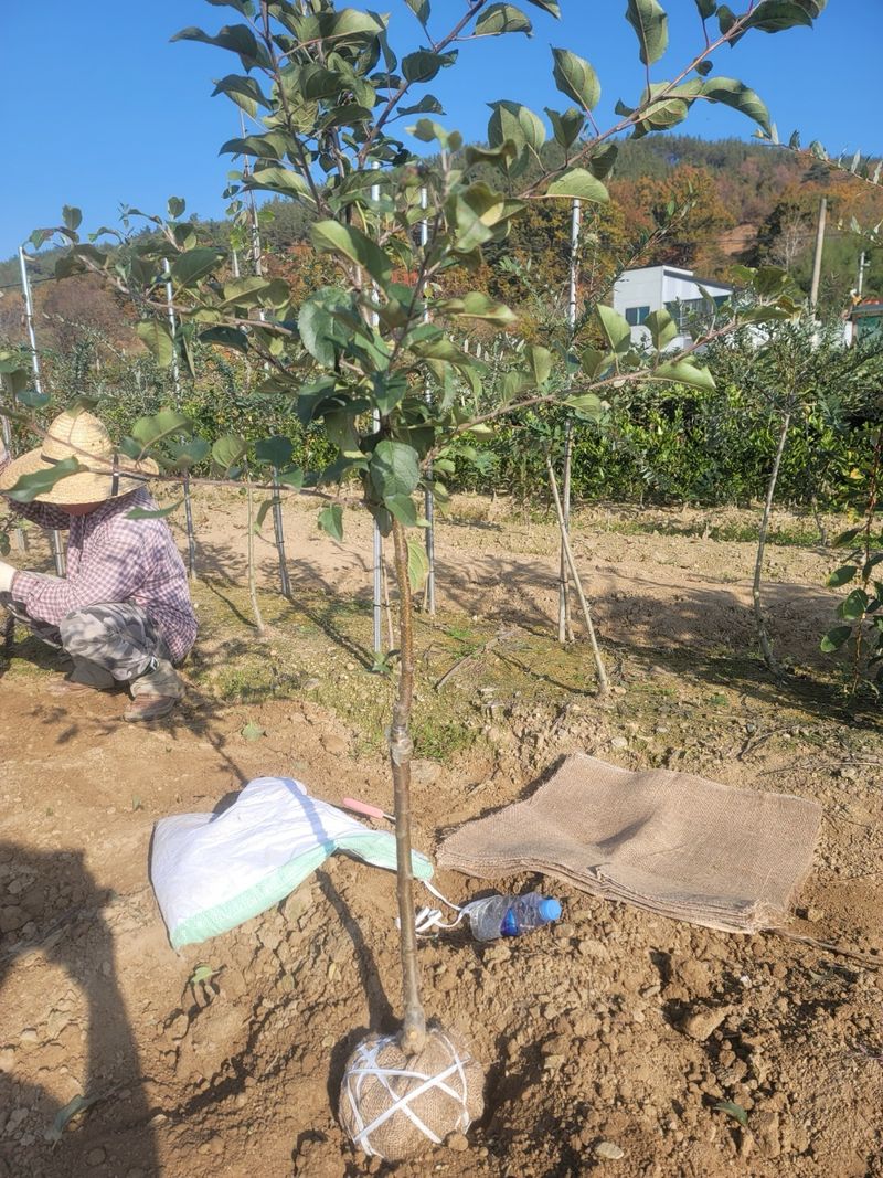 장터 상품 [미야비부사(2중접목) 3년생 결실주 분묘] 썸네일