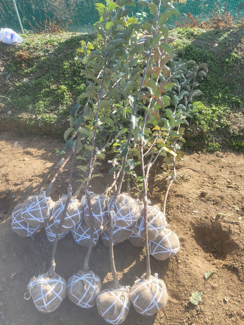 일심묘목농원님의 장터 판매 상품 [미야비부사(2중접목) 3년생 결실주 분묘] 첨부 사진