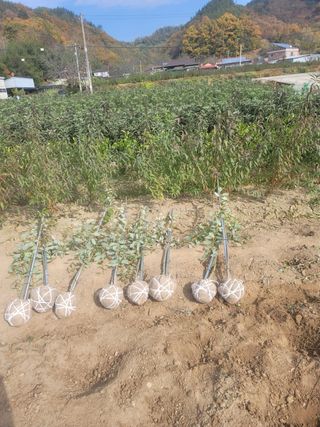 일심묘목농원님의 작성글 사진