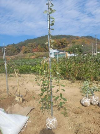 일심묘목농원님의 작성글 사진