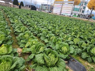 손정아님의 자유주제 · 자유게시판 작성글 사진