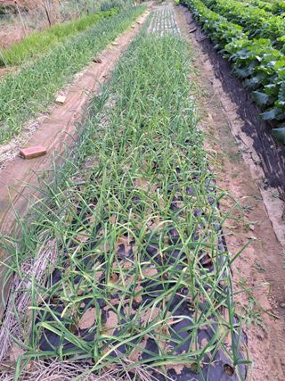 권찬훈님의 마늘 · 영농일지 작성글 사진