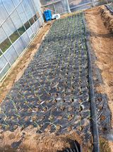 팜모닝 농사, 무엇이든 물어보세요!·참여글 게시글 이미지