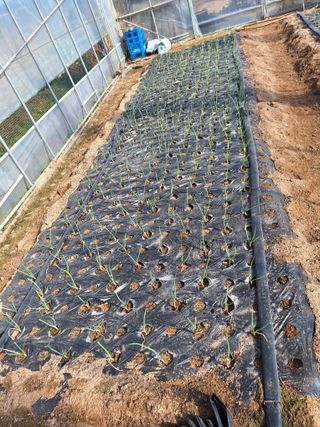 김애승님의 농사, 무엇이든 물어보세요! · 참여글 작성글 사진