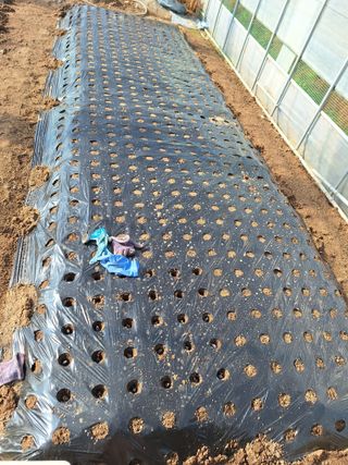 김애승님의 농사, 무엇이든 물어보세요! · 참여글 작성글 사진