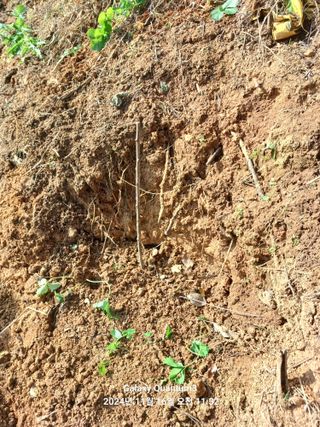 전진규.해돋이님의 기타작물 · 영농일지 작성글 사진