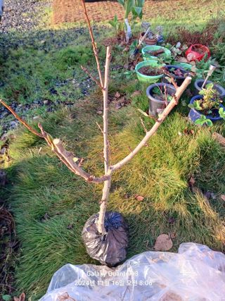 전진규.해돋이님의 기타작물 · 영농일지 작성글 사진