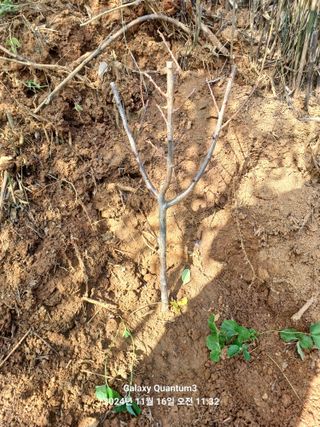 전진규.해돋이님의 기타작물 · 영농일지 작성글 사진