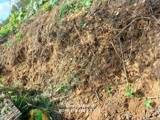 전진규.해돋이님의 기타작물 · 영농일지 작성글 사진