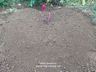 전진규.해돋이님의 자유주제 · 자유게시판 작성글 사진