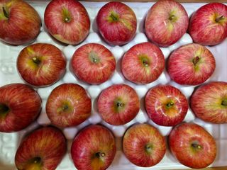 전락구님의 사과 · 영농일지 작성글 사진