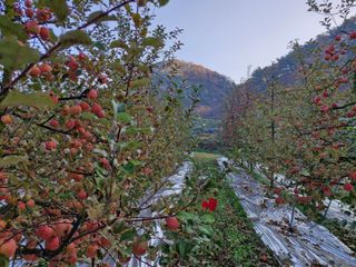 전락구님의 사과 · 영농일지 작성글 사진