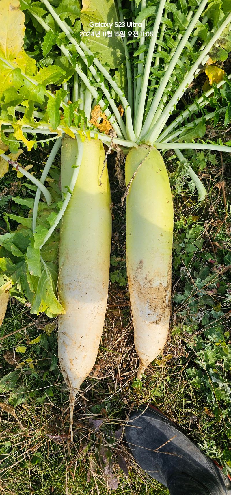 윤창기님의 장터 판매 상품 [외무랑 당근무(짠지용) 100개] 첨부 사진