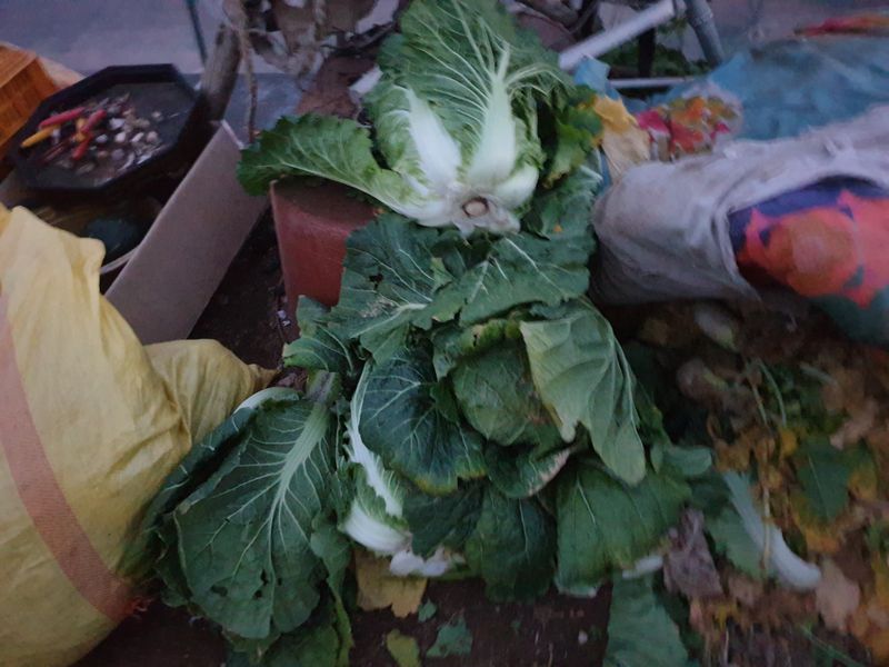 이종록님의 장터 판매 상품 [배추 1포기] 첨부 사진