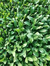 팜모닝 시금치·영농일지 게시글 이미지