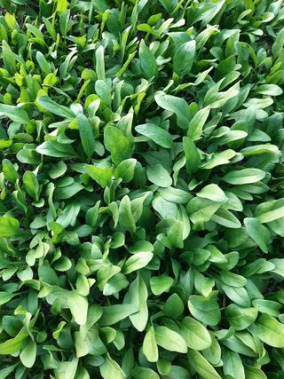 이응천님의 시금치 · 영농일지 작성글 사진