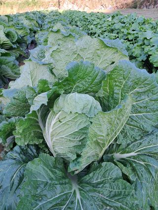 산청아들셋맘박홍점님의 자유주제 · 자유게시판 작성글 사진