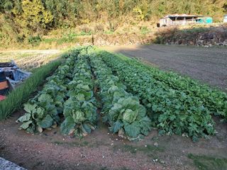 산청아들셋맘박홍점님의 자유주제 · 자유게시판 작성글 사진