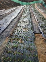 팜모닝 자유주제·자유게시판 게시글 이미지