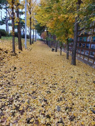 정금천님의 자유주제 · 자유게시판 작성글 사진