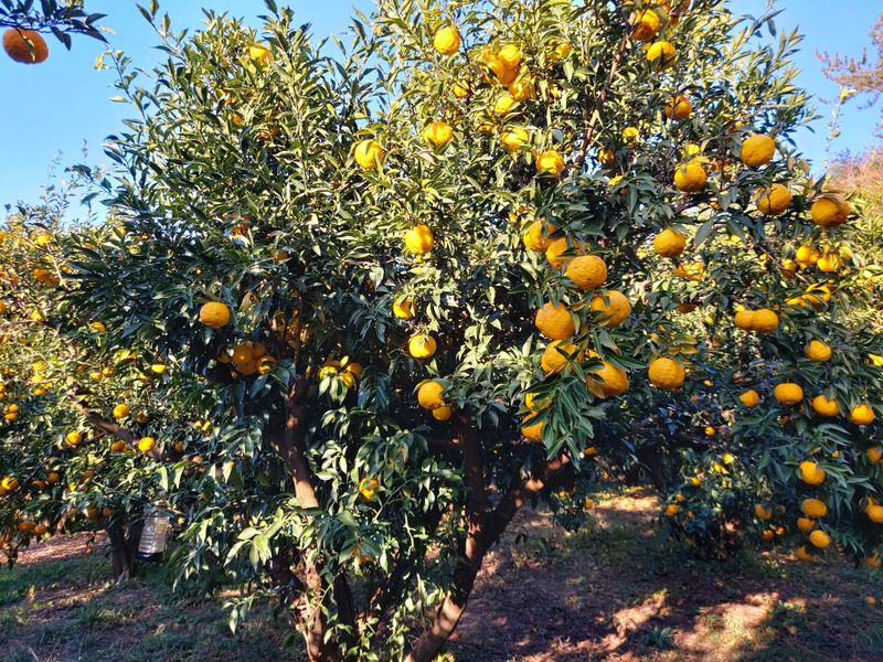 장터 상품 [생유자1kg] 썸네일